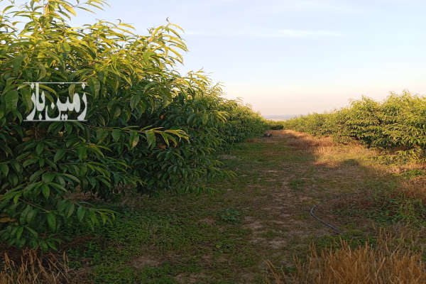 زمین باغی روستای میانکاله نزدیک شهرحق آب دارد-4