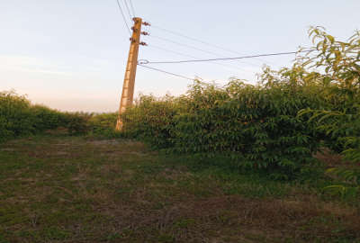 زمین باغی روستای میانکاله نزدیک شهرحق آب دارد