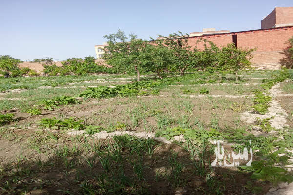 زمین مسکونی ۳۶۵ مترمربع در روستای قره چپق-2