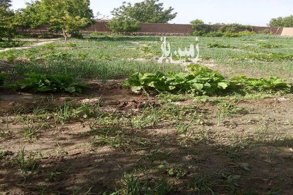 زمین مسکونی ۳۶۵ مترمربع در روستای قره چپق-4