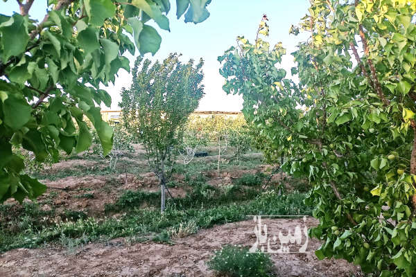 باغچه مثمر ۱۰ ساله پسته و سایر میوه ها ۱۰۰۰ متر زمین-1