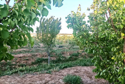 باغچه مثمر ۱۰ ساله پسته و سایر میوه ها ۱۰۰۰ متر زمین