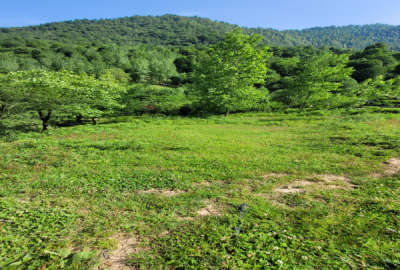 زمین مسکونی کلنگی در ماکلوان بالا روستای آبرود