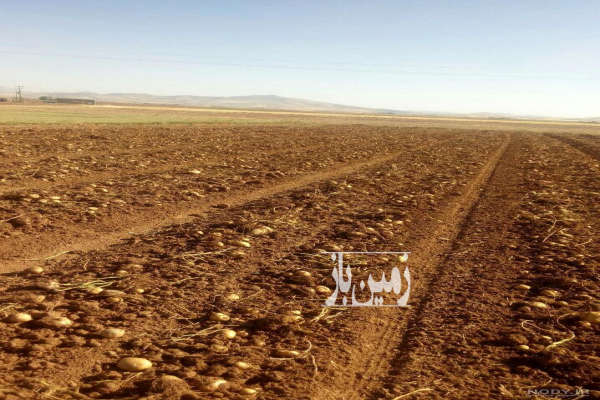 زمین کشاورزی ۵۰۰۰ هزار متر روستای میر آباد خرم آباد-1