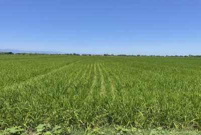 زمین کشاورزی ۱۰۷۰ متری در فومن روستای باغبانان