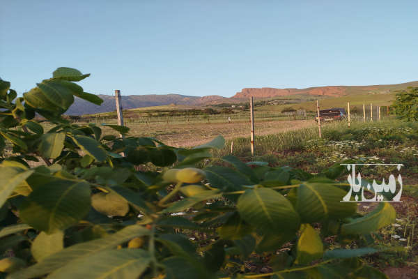 ۲۴۰۰ متر باغ ۳ ساله بادام در الموت روستای آیین-1