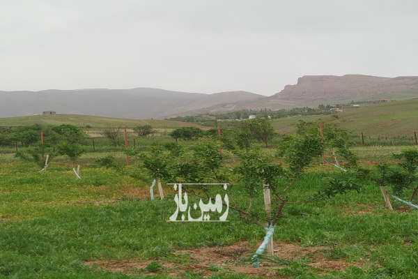 ۲۴۰۰ متر باغ ۳ ساله بادام در الموت روستای آیین-2