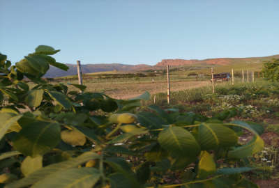 ۲۴۰۰ متر باغ ۳ ساله بادام در الموت روستای آیین