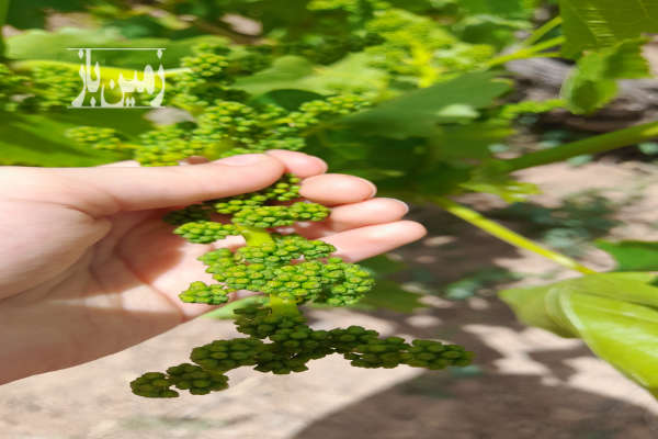 باغ انگور دنج وباصفا دارای استخرالاچیق ابیاری قطره ۷۰۷ متر زمین-3