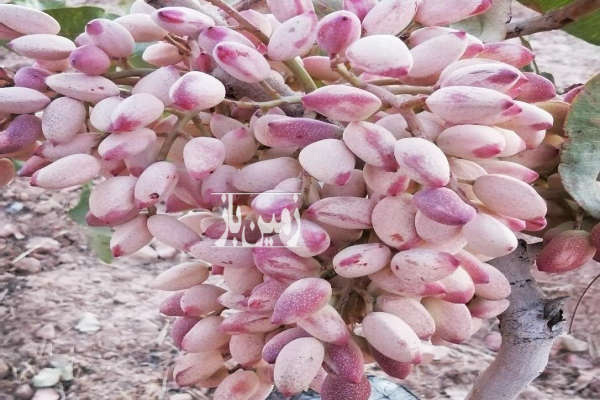 باغ پسته ۱۵ ساله احمدآقایی ثمری دارای ویلای ۱۳۰ متری و ۴ هکتار زمین-1