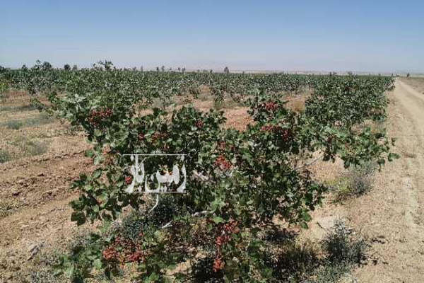 باغ پسته ۱۵ ساله احمدآقایی ثمری دارای ویلای ۱۳۰ متری و ۴ هکتار زمین-3