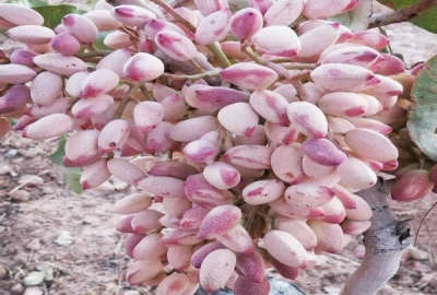باغ پسته ۱۵ ساله احمدآقایی ثمری دارای ویلای ۱۳۰ متری و ۴ هکتار زمین