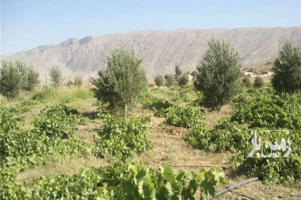زمین انگور به متراژ ۷۰۰ متر روستای رزجرد-1