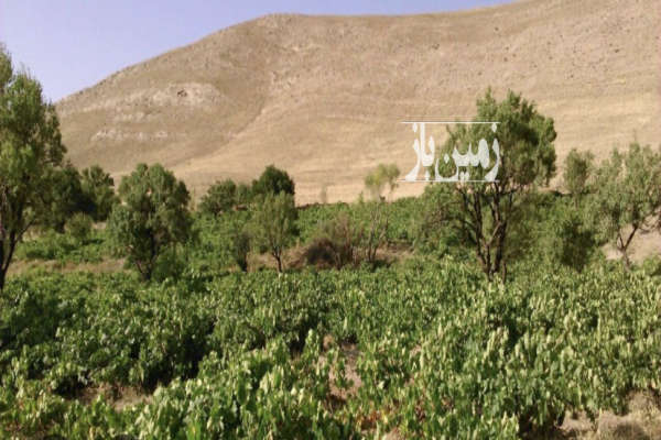 زمین انگور به متراژ ۷۰۰ متر روستای رزجرد-2