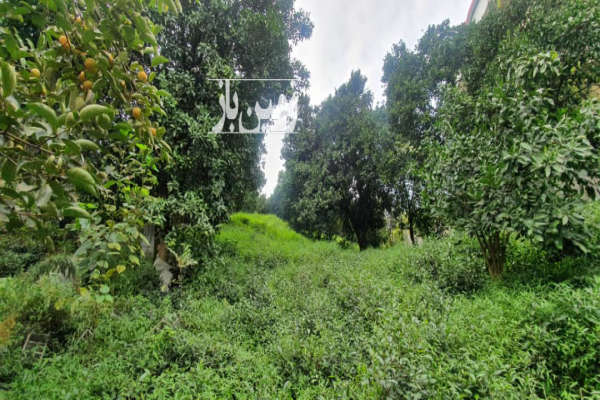 باغ با مجوز مسکونی جاده اربکله با ۶۰۰ متر زمین-4