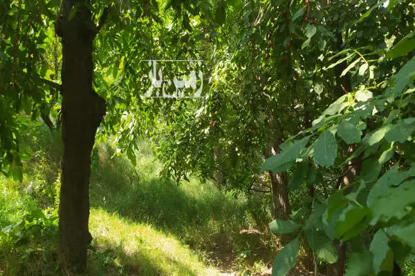 باغ در آتشگاه کرج فروشی ۵۰۰ متر - تصویر 2