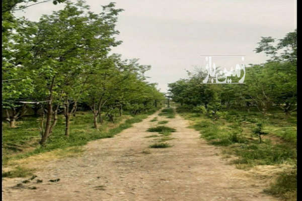 باغ میوه ۱۵ ساله سند دار دیوار کشی فروش فوری-1