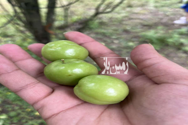 زمین چسبیده به جنگل داخل بافت با ویو فوق العاده-2