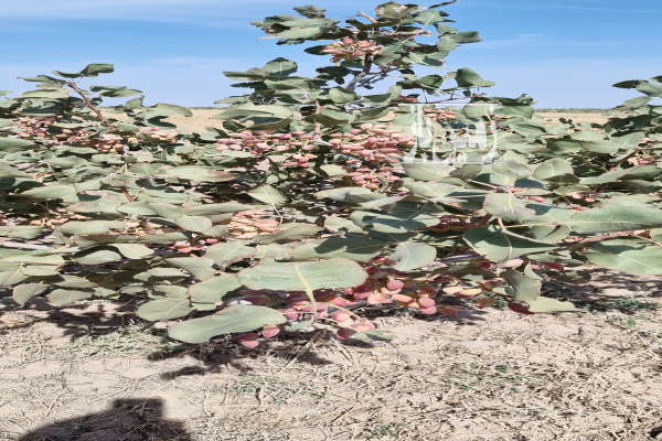 باغ پسته در سراجه یک هکتار همراه آب-1