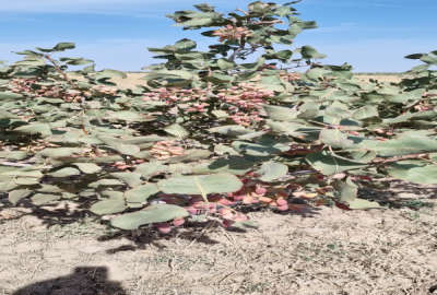 باغ پسته در سراجه یک هکتار همراه آب