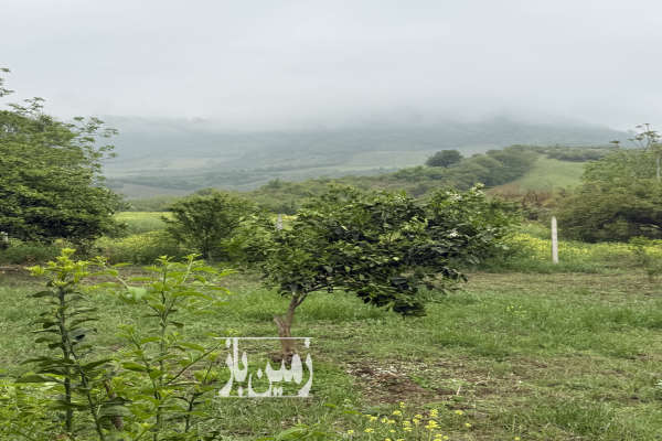باغ پرتقال زمین ۴ تا قواره ۵۰۰ متری روستای بالاجاده-3