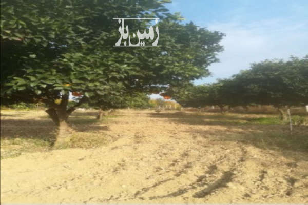 باغ پرتقال زمین ۴ تا قواره ۵۰۰ متری روستای بالاجاده-4