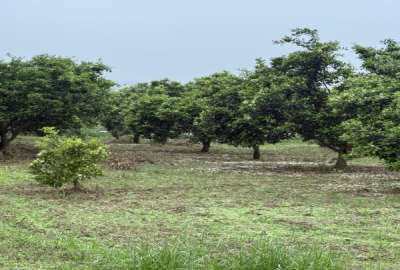 باغ پرتقال زمین ۴ تا قواره ۵۰۰ متری روستای بالاجاده