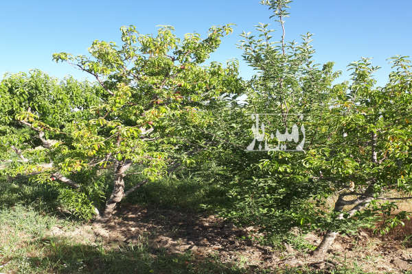 زمین باغی درختان مثمر و سرحال قاسم آباد-1