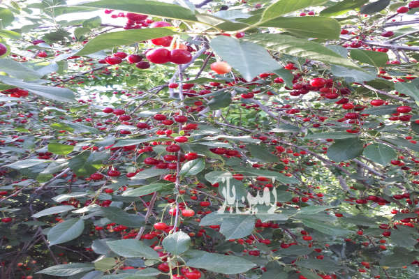 زمین باغی درختان مثمر و سرحال قاسم آباد-4