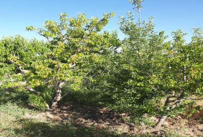 زمین باغی درختان مثمر و سرحال قاسم آباد