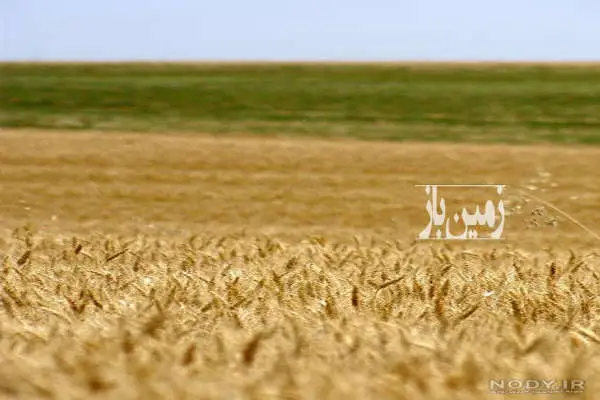 ۱۱ هکتار زمین کشاورزی آبی و حاصلخیز فروشی - تصویر 2