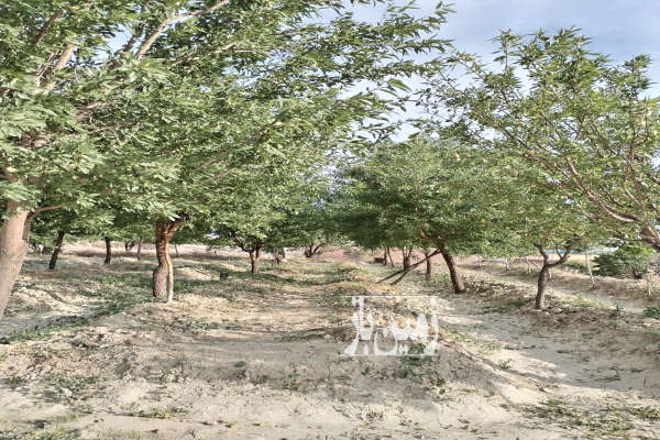 زمین ۱۵۰۰ متری صنعتی و زراعتی در ممقان-1