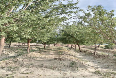زمین ۱۵۰۰ متری صنعتی و زراعتی در ممقان