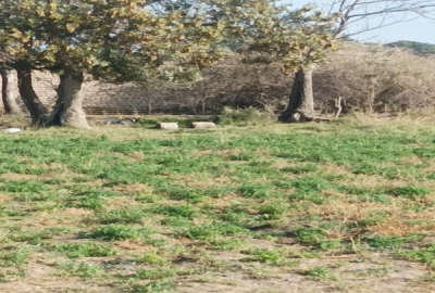 زمین فروشی جهت ساخت خانه باغ و گلخانه یا گاوداری