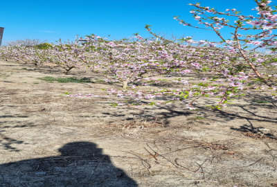 زمین مسکونی باغی با امکانات بسیار عالی و قلب محل لاریم