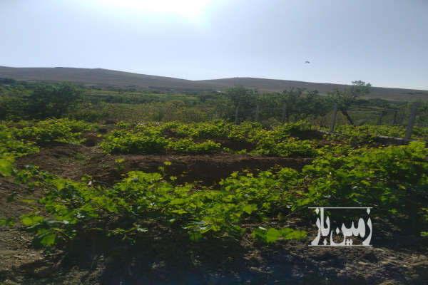 باغ انگور روستای ایوک اول جاده ملایر ۳۰۰ متری-1
