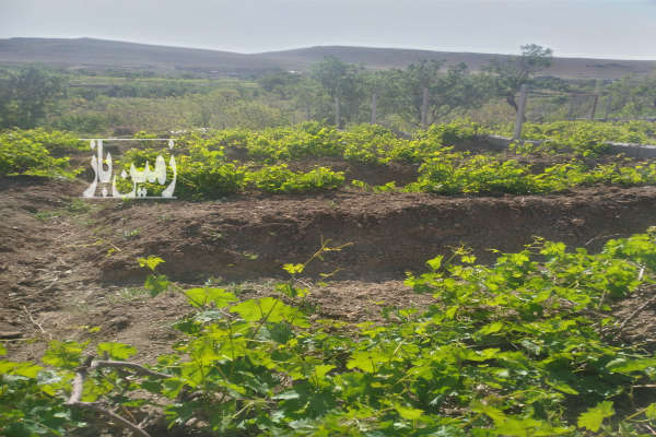 باغ انگور روستای ایوک اول جاده ملایر ۳۰۰ متری-2