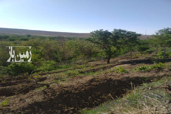 باغ انگور روستای ایوک اول جاده ملایر ۳۰۰ متری-3