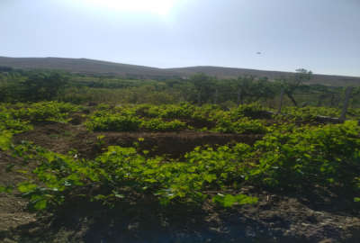باغ انگور روستای ایوک اول جاده ملایر ۳۰۰ متری