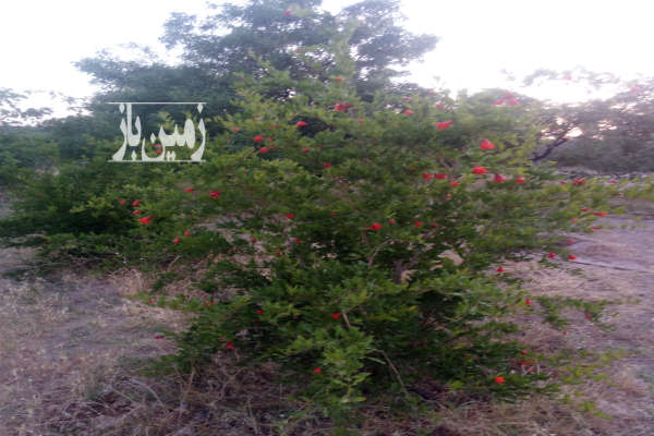 خانه باغ ده قاضی با موقعیت عالی و نزدیک جاده اصلی-2