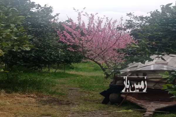 باغ کشاورزی واقع درنکا روستای اسکاردین ۴۰۰۰ متری-2
