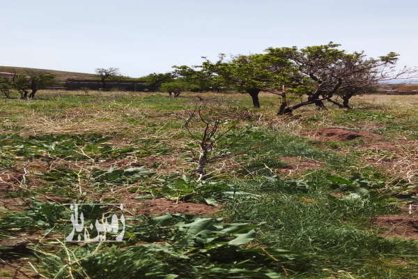 باغ روستای مزرعه محمودی ۴۰۰ متر دارای ۱ساعت آب-4