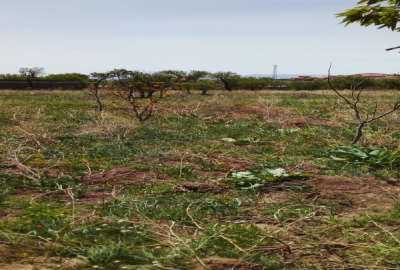 باغ روستای مزرعه محمودی ۴۰۰ متر دارای ۱ساعت آب