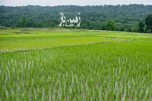 زمین زراعی ۳۴۸۷ متر در روستای فتیده بخش مرکزی لنگرود-1