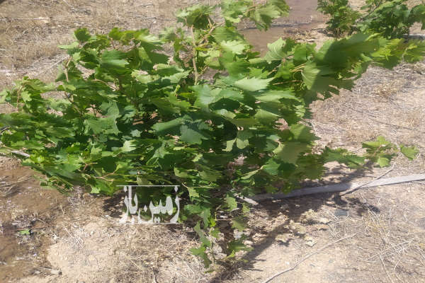 باغ انگور پسته صحرای نیوان نار زمین کشاورزی-1