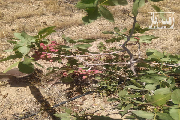 باغ انگور پسته صحرای نیوان نار زمین کشاورزی-2