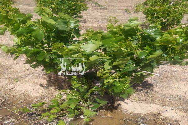 باغ انگور پسته صحرای نیوان نار زمین کشاورزی-3