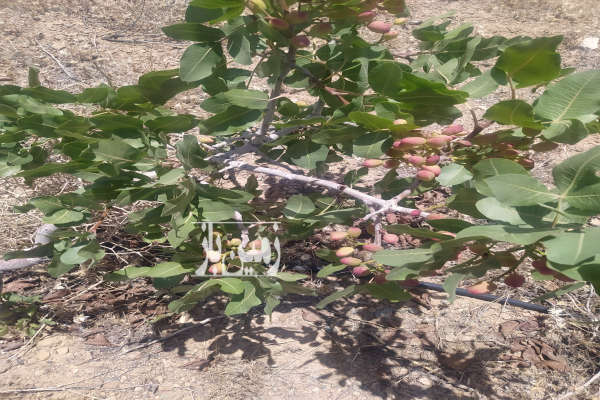 باغ انگور پسته صحرای نیوان نار زمین کشاورزی-4