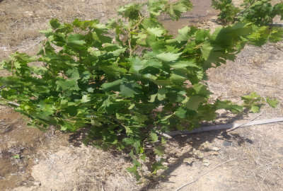 باغ انگور پسته صحرای نیوان نار زمین کشاورزی