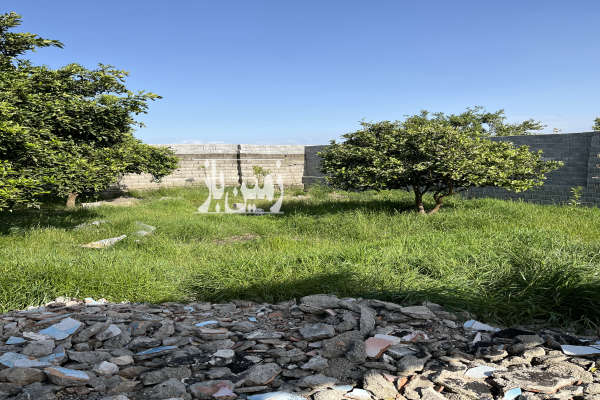 باغچه به مساحت ۲۰۰ متر روستای مرزون اباد لوله کلا-3